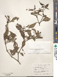 Alternanthera ficoidea var. bettzickiana image