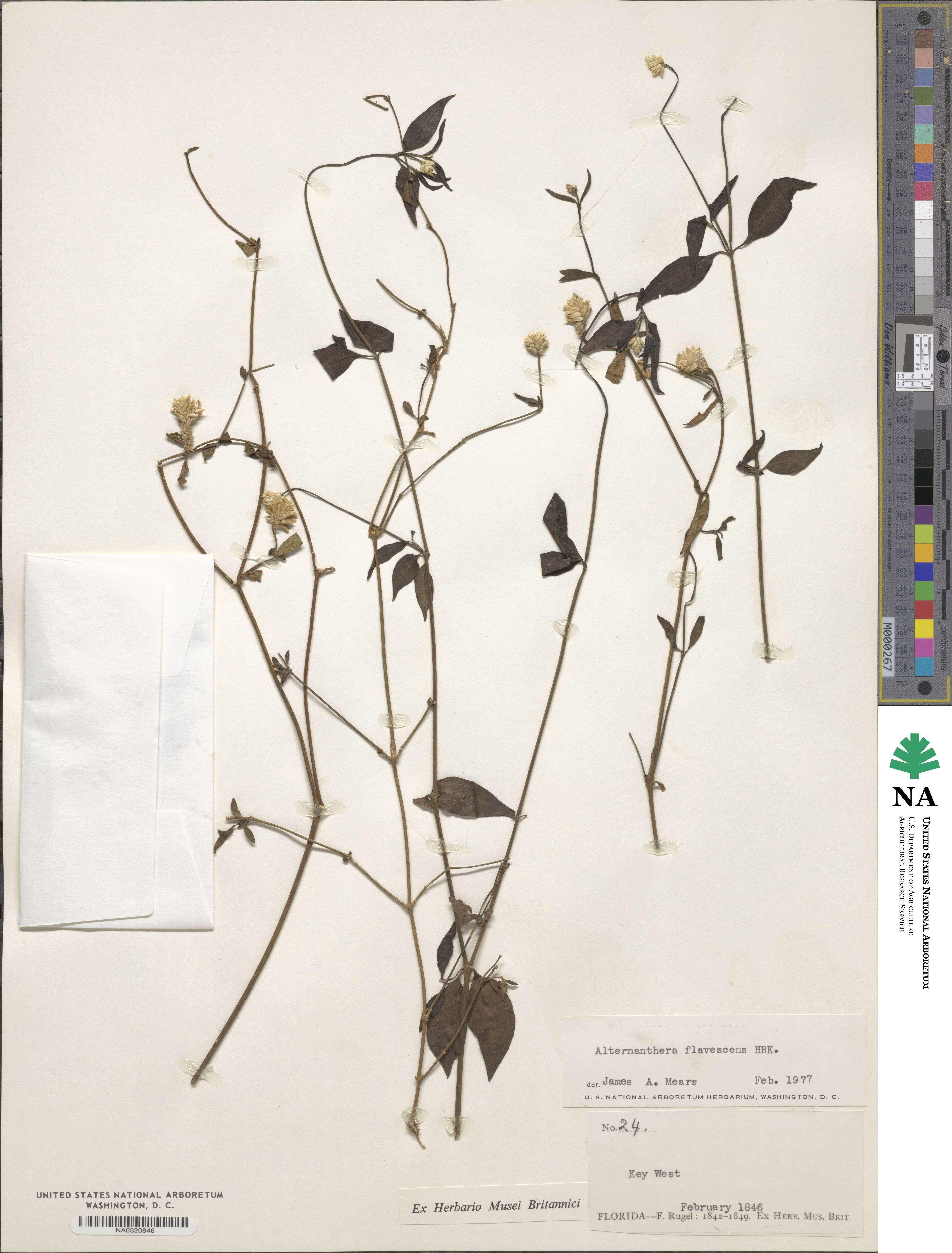 Alternanthera flavescens image