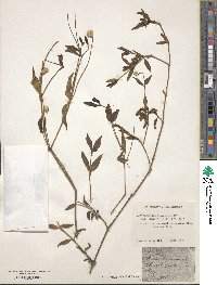 Alternanthera flavescens image