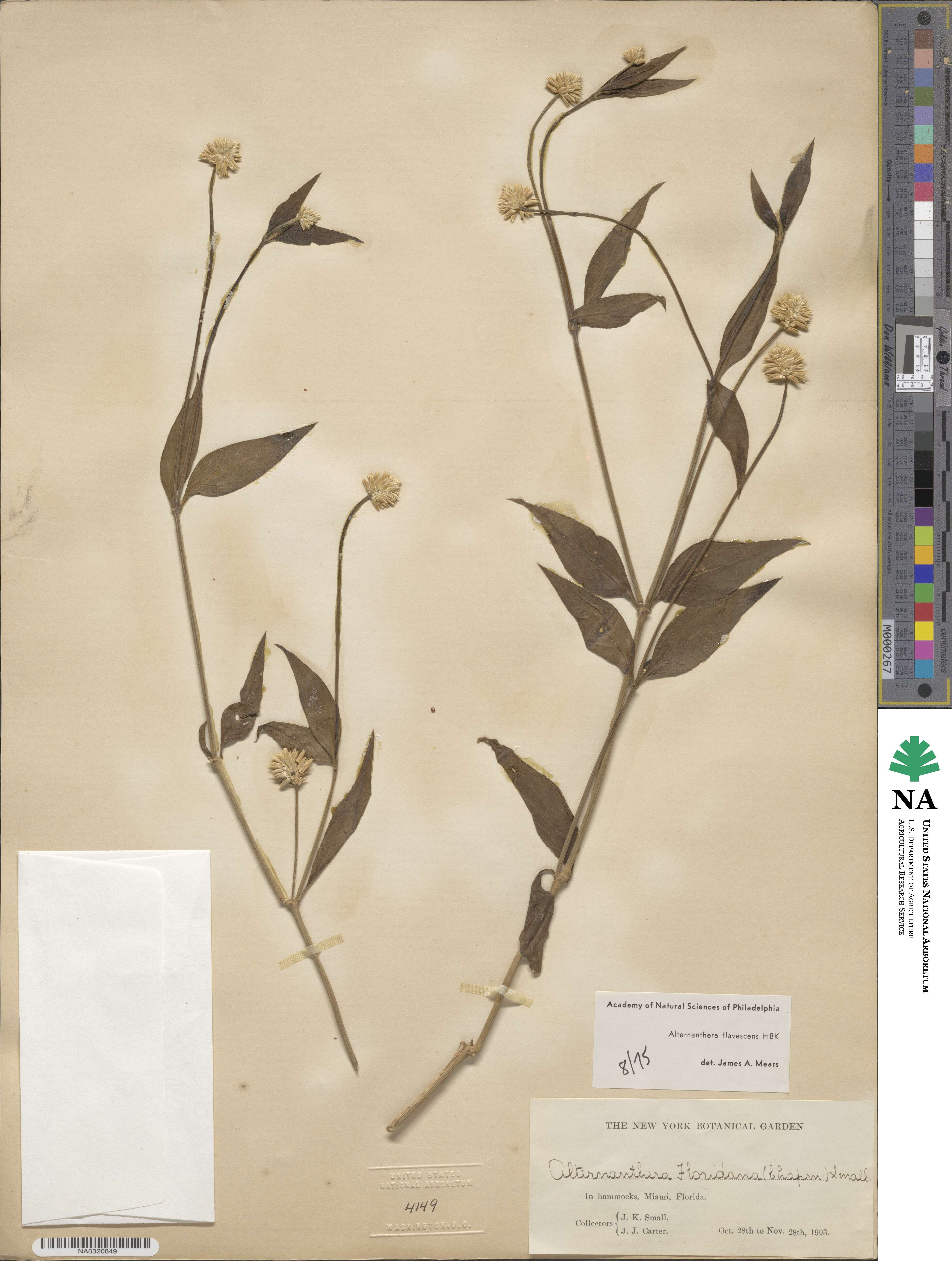 Alternanthera flavescens image