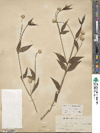 Alternanthera flavescens image