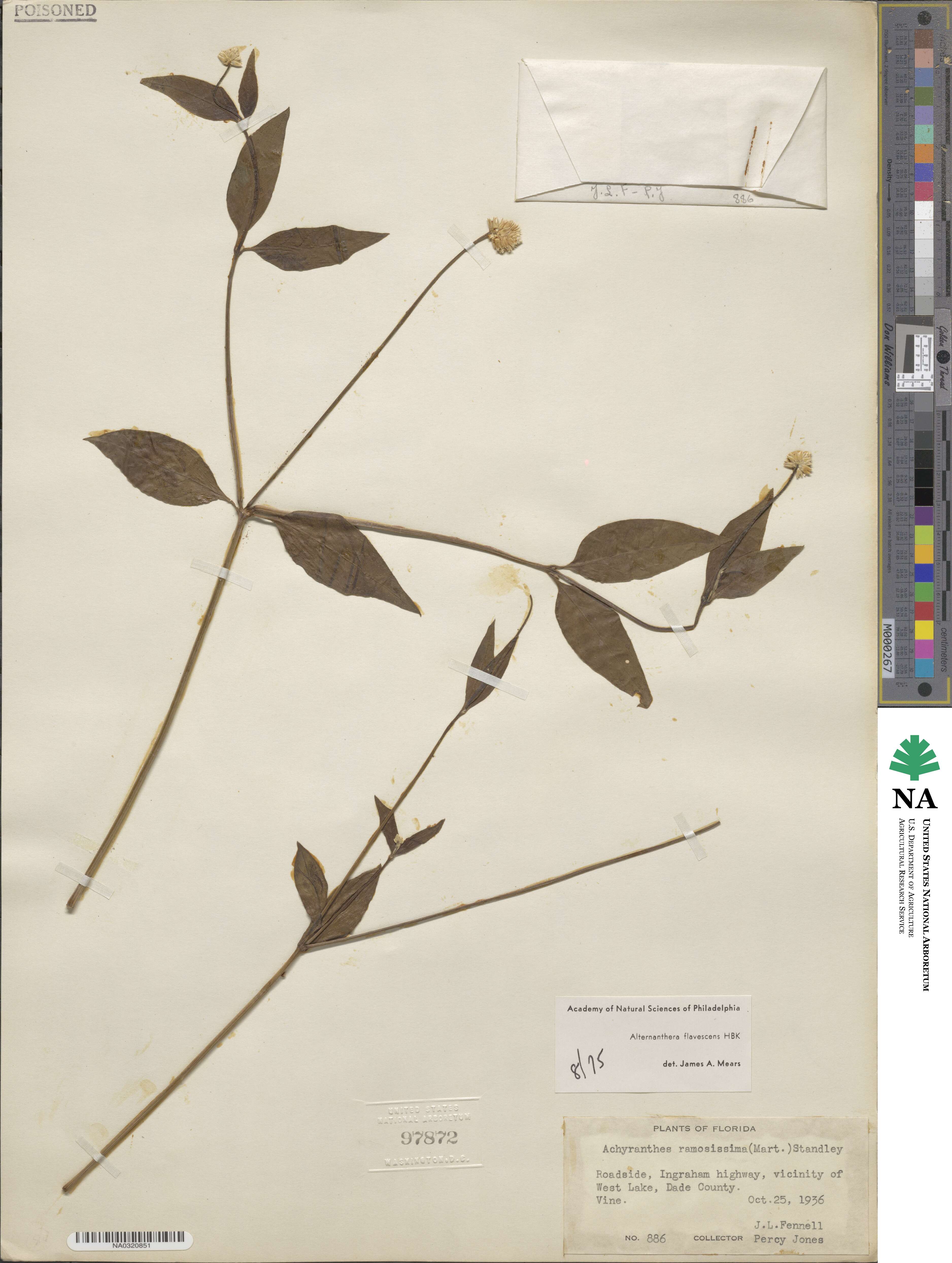 Alternanthera flavescens image