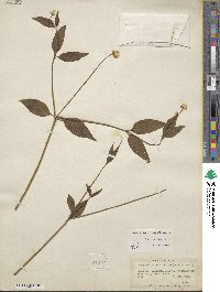 Alternanthera flavescens image