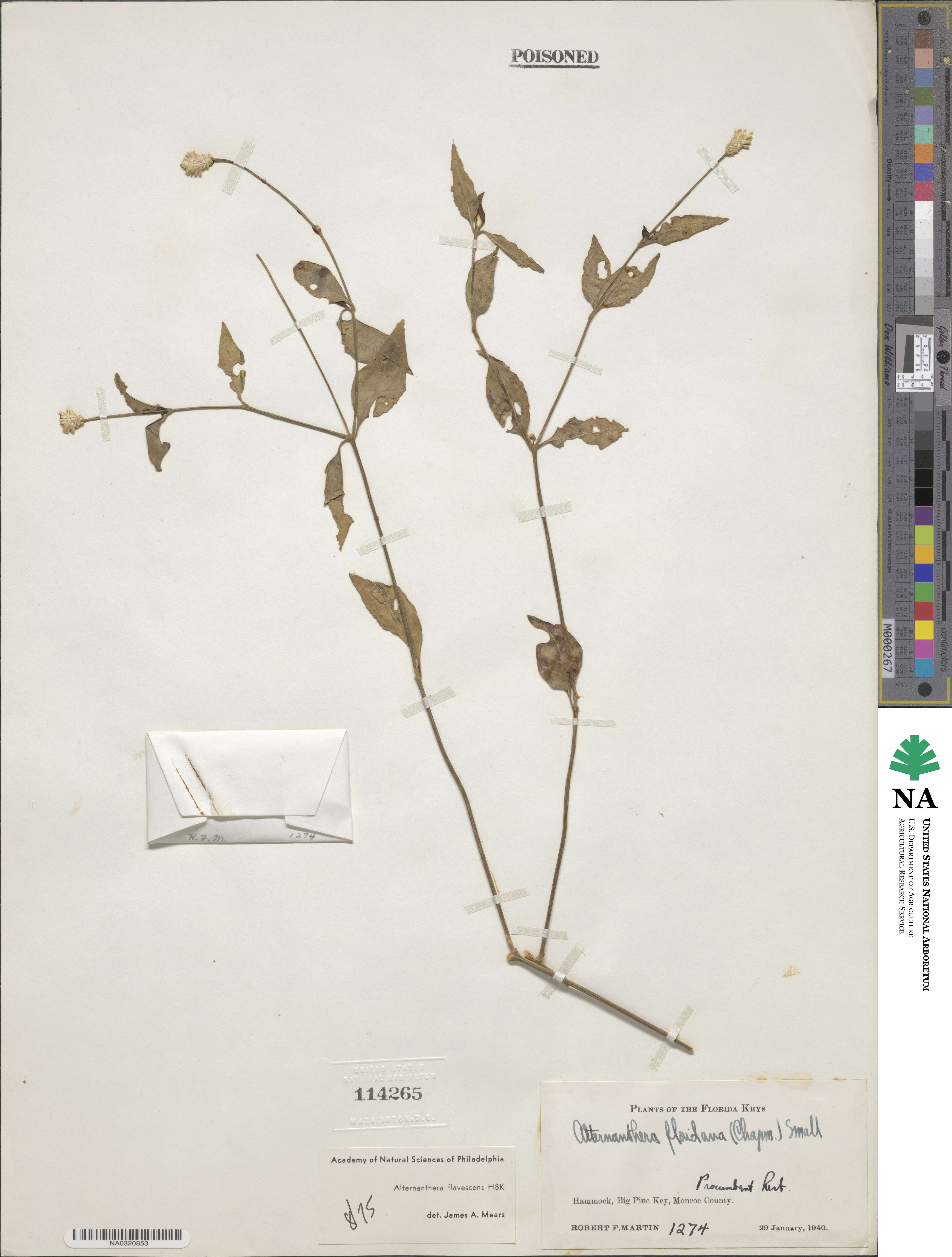 Alternanthera flavescens image