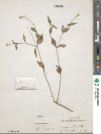 Alternanthera flavescens image