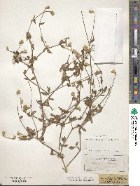 Alternanthera flavescens image