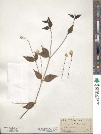 Alternanthera flavescens image