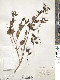 Alternanthera flavescens image