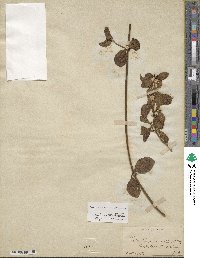 Alternanthera maritima image