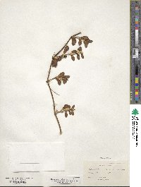 Alternanthera maritima image