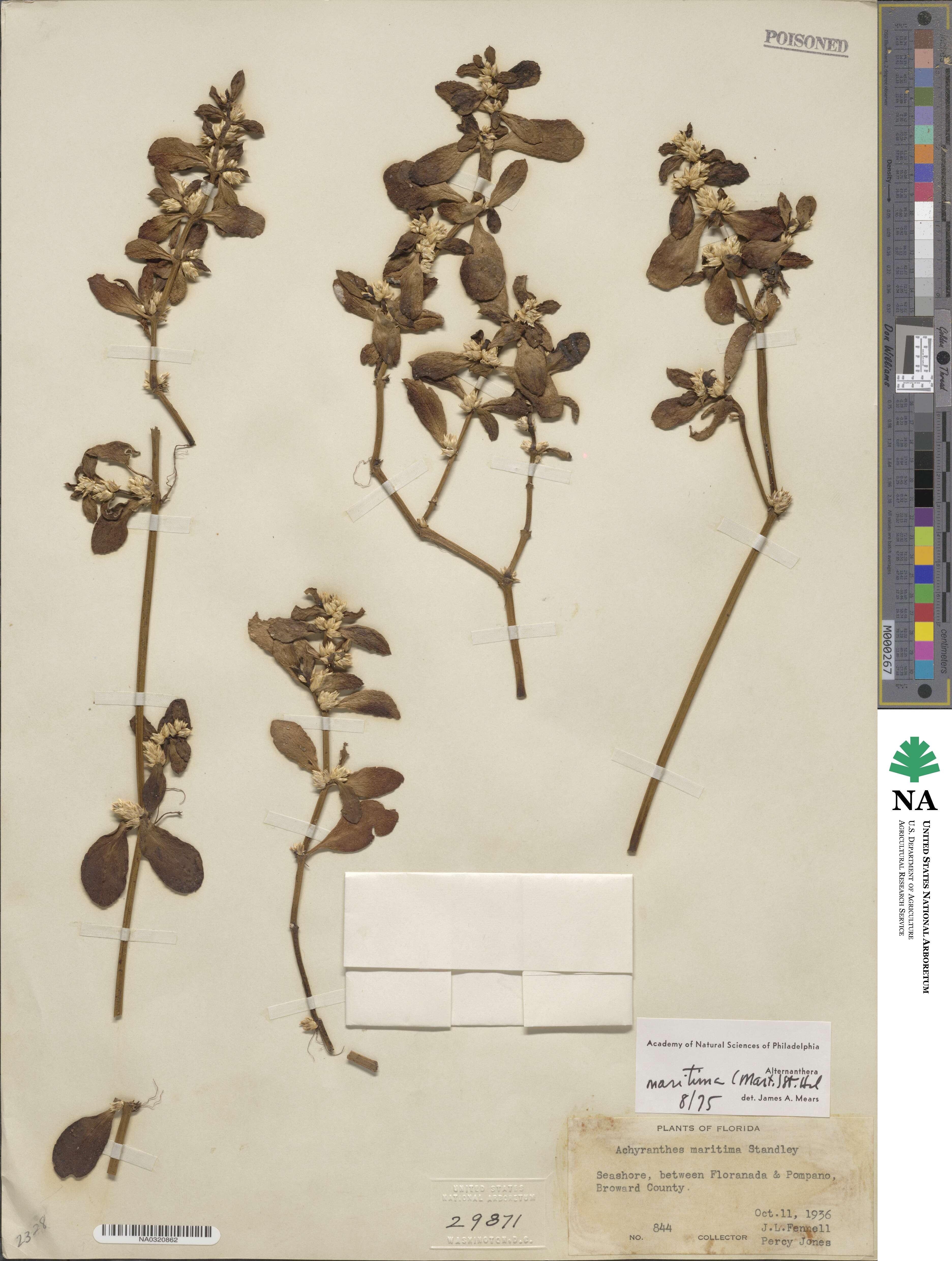 Alternanthera maritima image