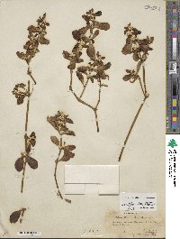 Alternanthera maritima image