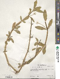 Alternanthera philoxeroides image