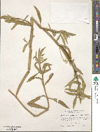 Alternanthera philoxeroides image