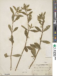 Alternanthera philoxeroides image