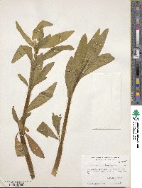 Alternanthera philoxeroides image