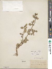 Alternanthera pungens image