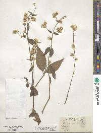 Alternanthera pubiflora image