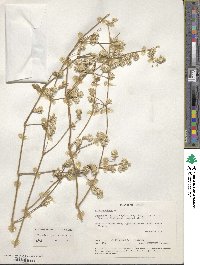 Alternanthera pubiflora image