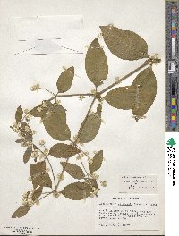 Alternanthera pubiflora image