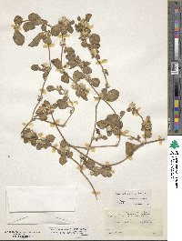 Alternanthera pungens image