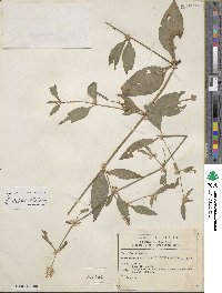 Image of Alternanthera stellata