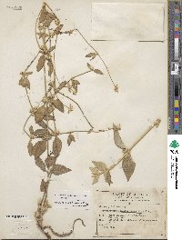 Alternanthera stellata image