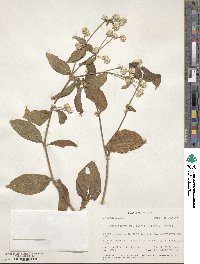 Alternanthera pubiflora image