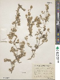 Image of Alternanthera albida