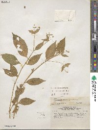 Alternanthera lanceolata image