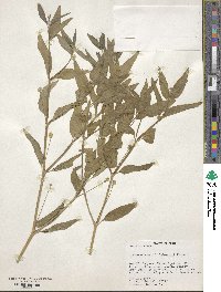 Alternanthera lanceolata image