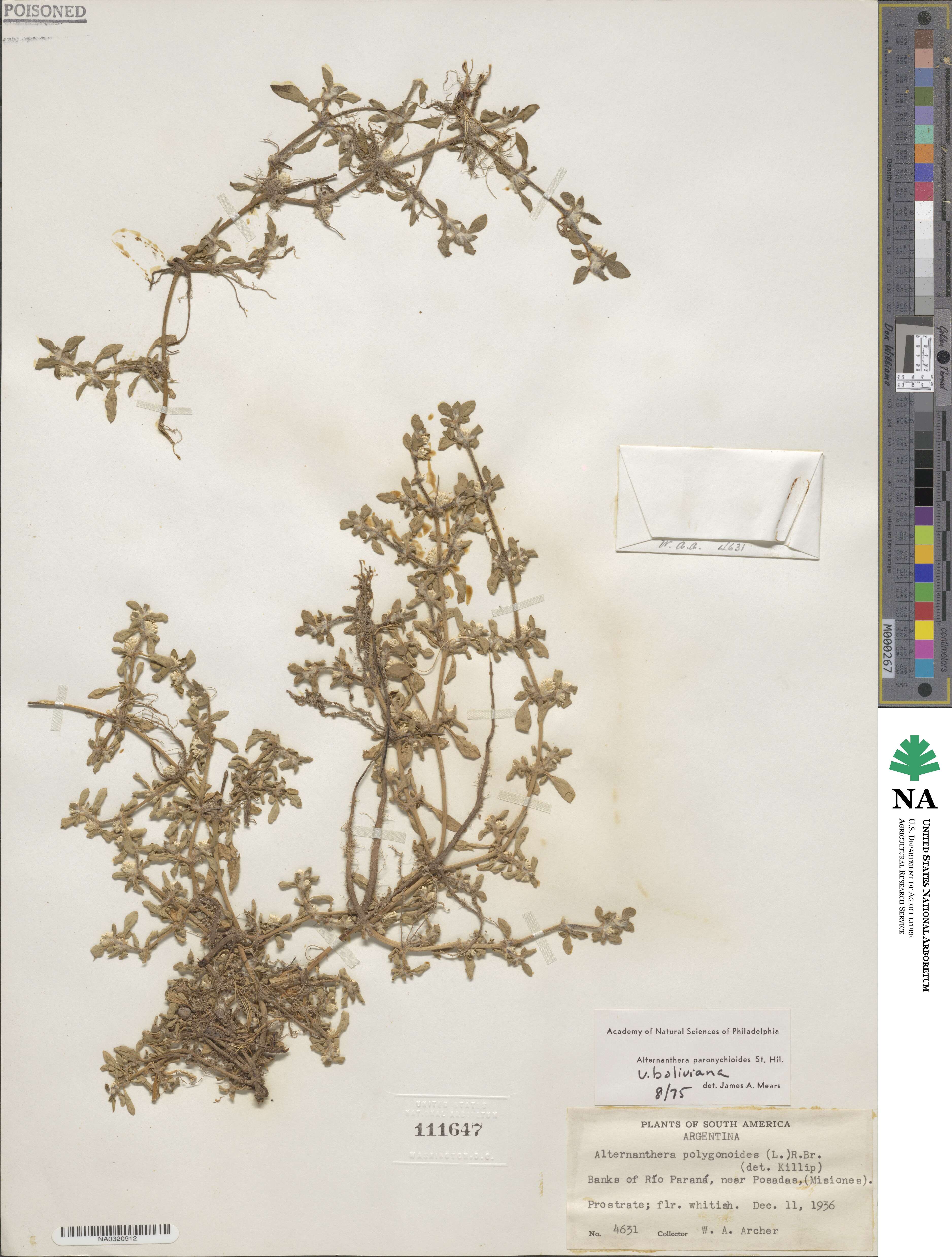 Alternanthera paronychioides var. boliviana image