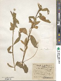 Alternanthera philoxeroides image