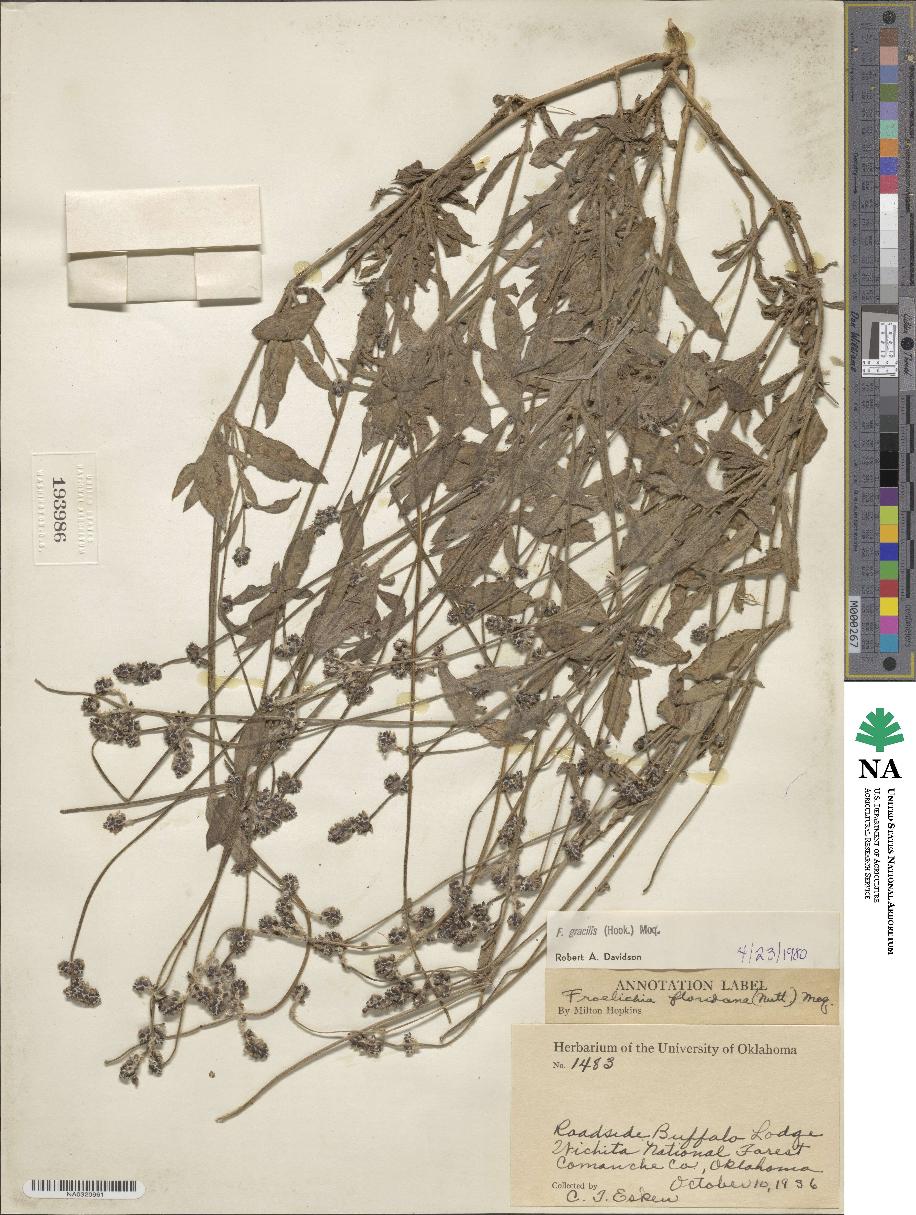 Froelichia gracilis image