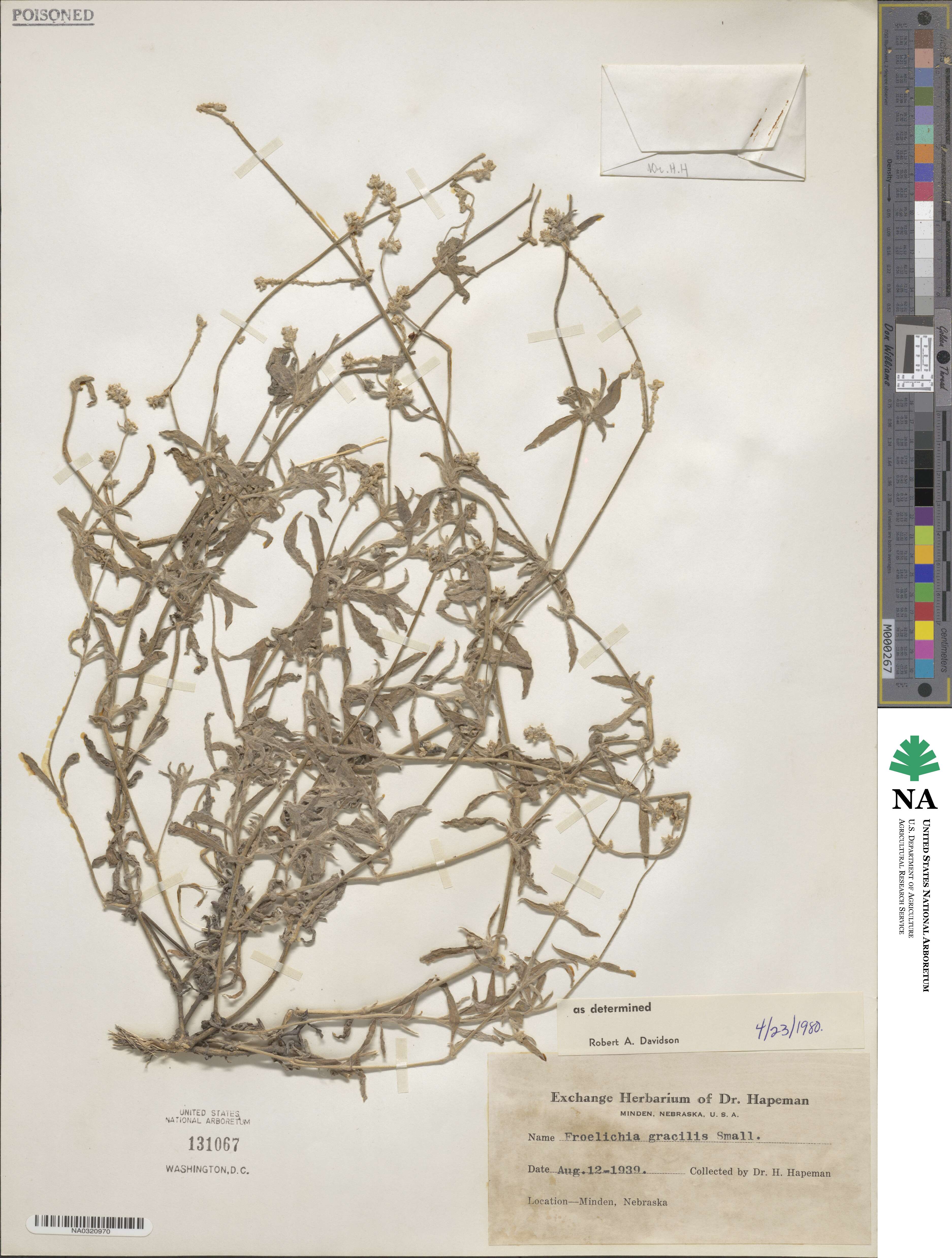 Froelichia gracilis image
