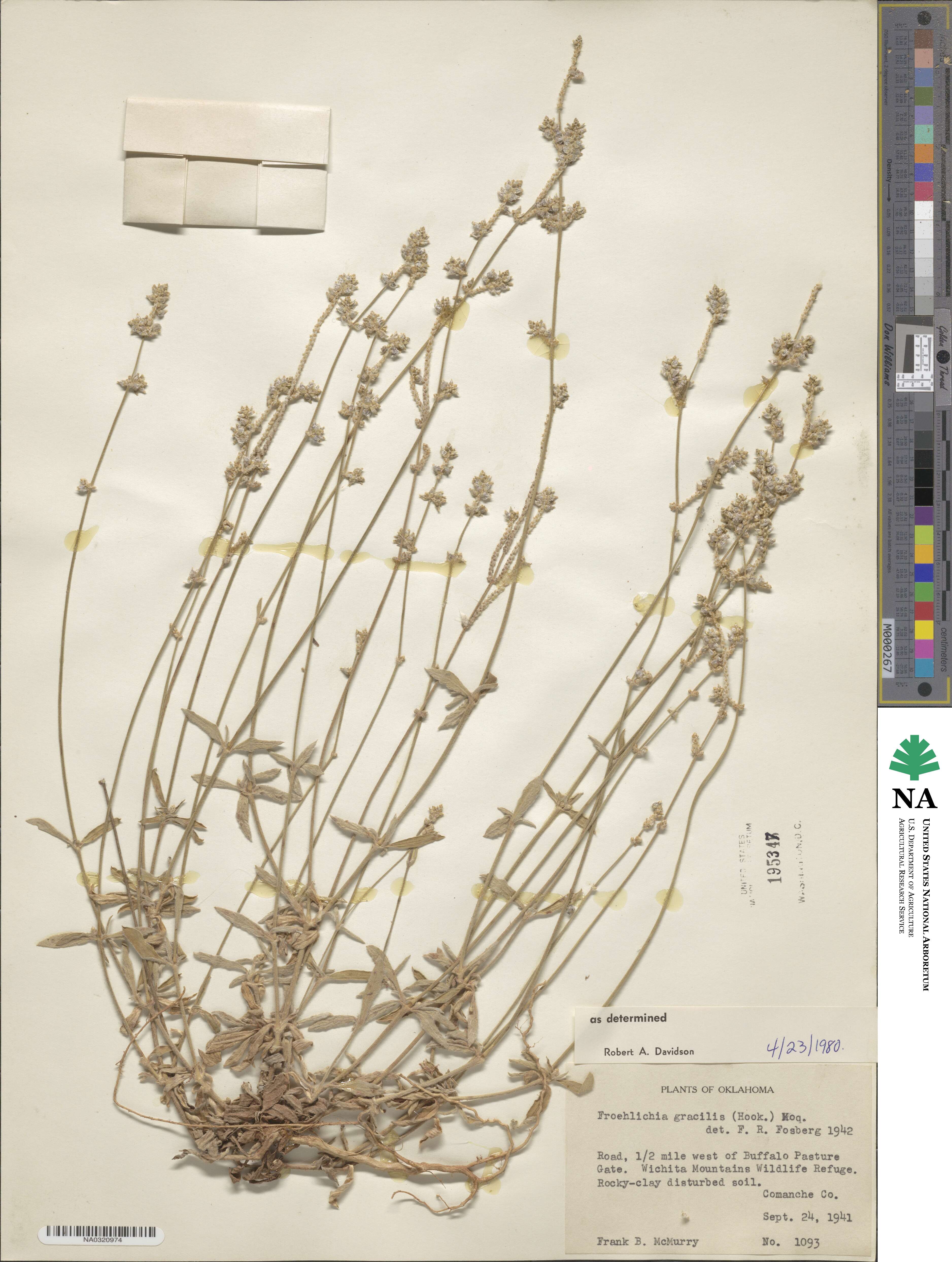 Froelichia gracilis image