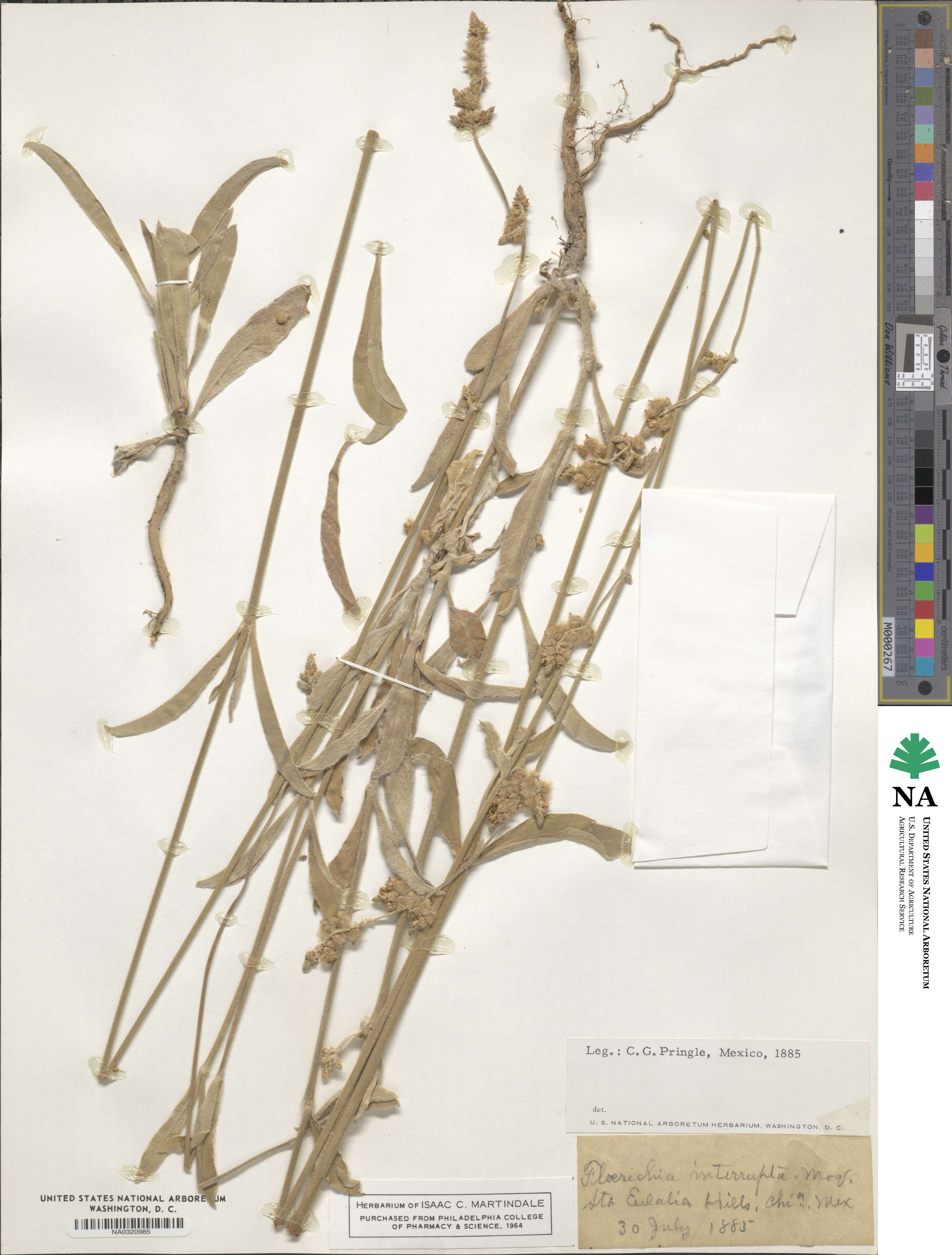 Froelichia interrupta image
