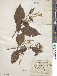 Hebanthe occidentalis var. bangii image