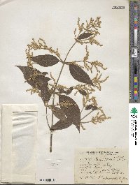 Hebanthe occidentalis var. bangii image