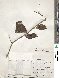 Hebanthe grandiflora image