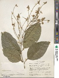 Citharexylum poeppigii image