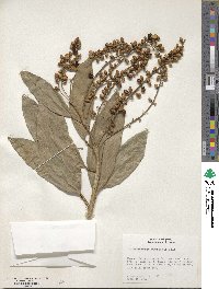 Citharexylum poeppigii image