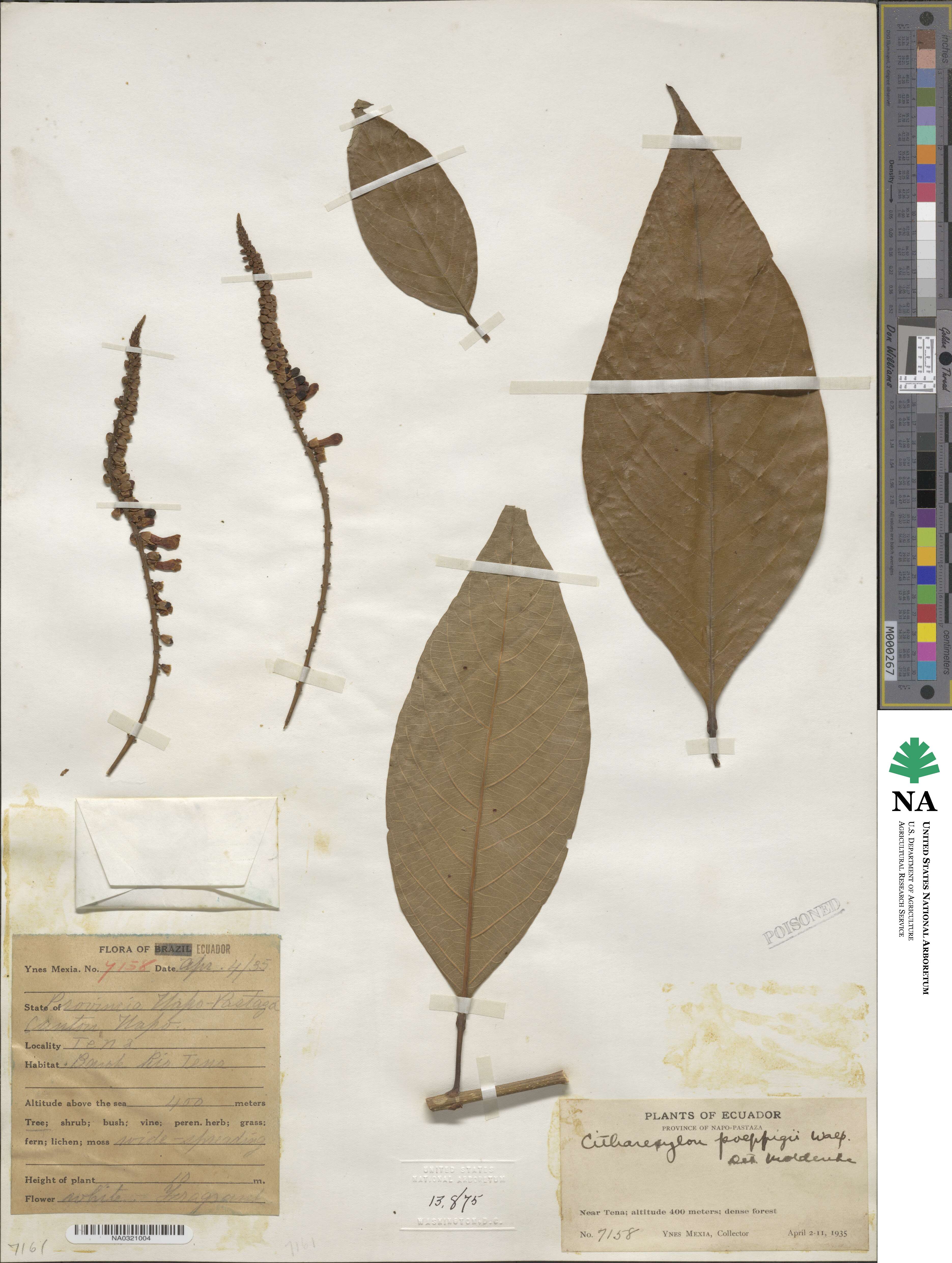 Citharexylum poeppigii image