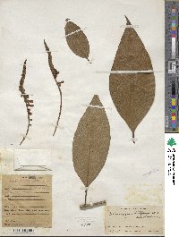 Citharexylum poeppigii image