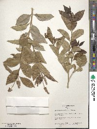 Citharexylum berlandieri image