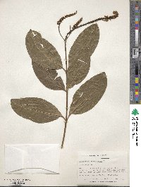 Image of Citharexylum caudatum