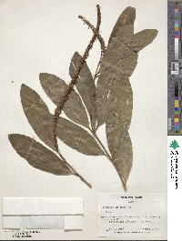 Citharexylum caudatum image