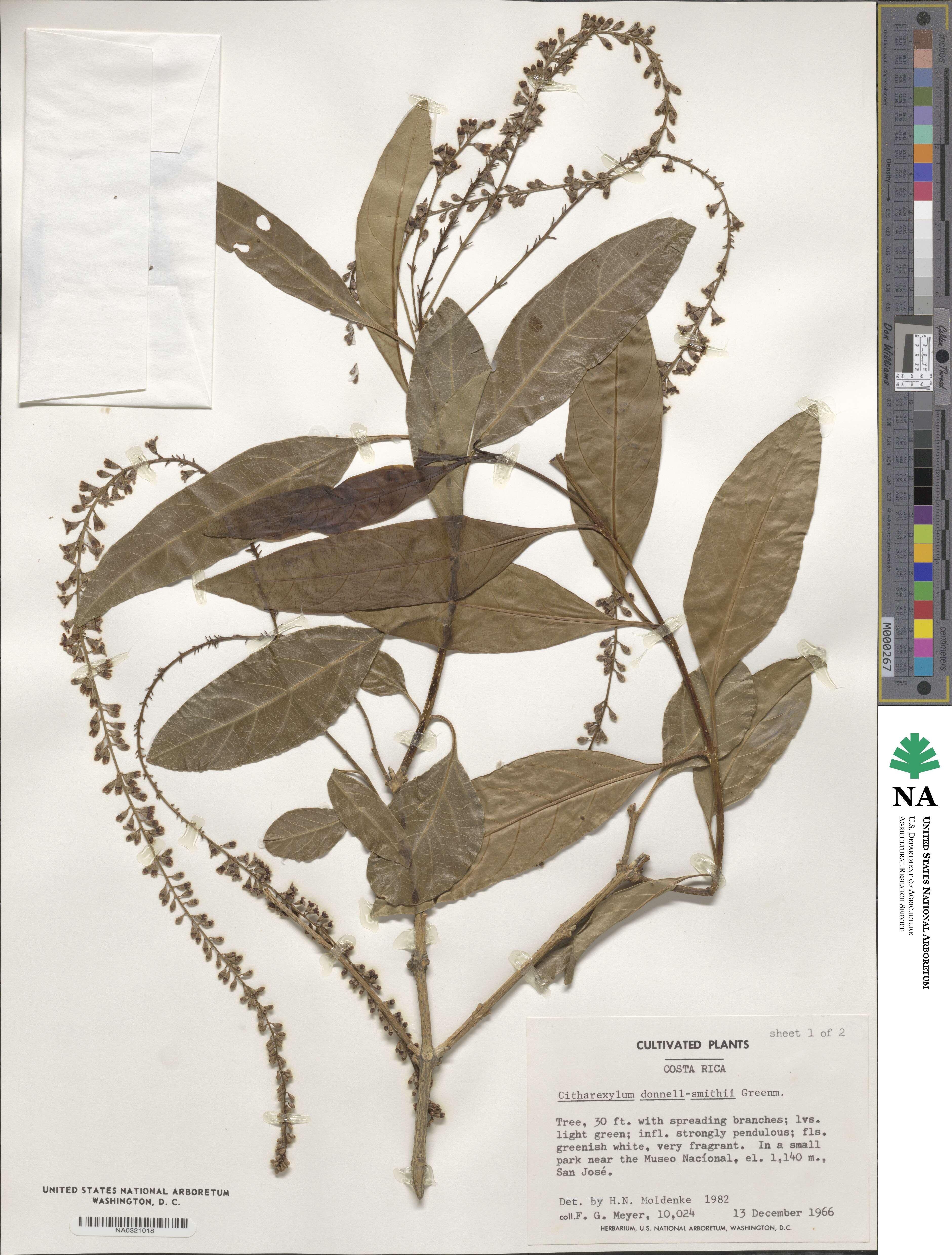 Citharexylum donnell-smithii image