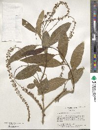 Citharexylum donnell-smithii image