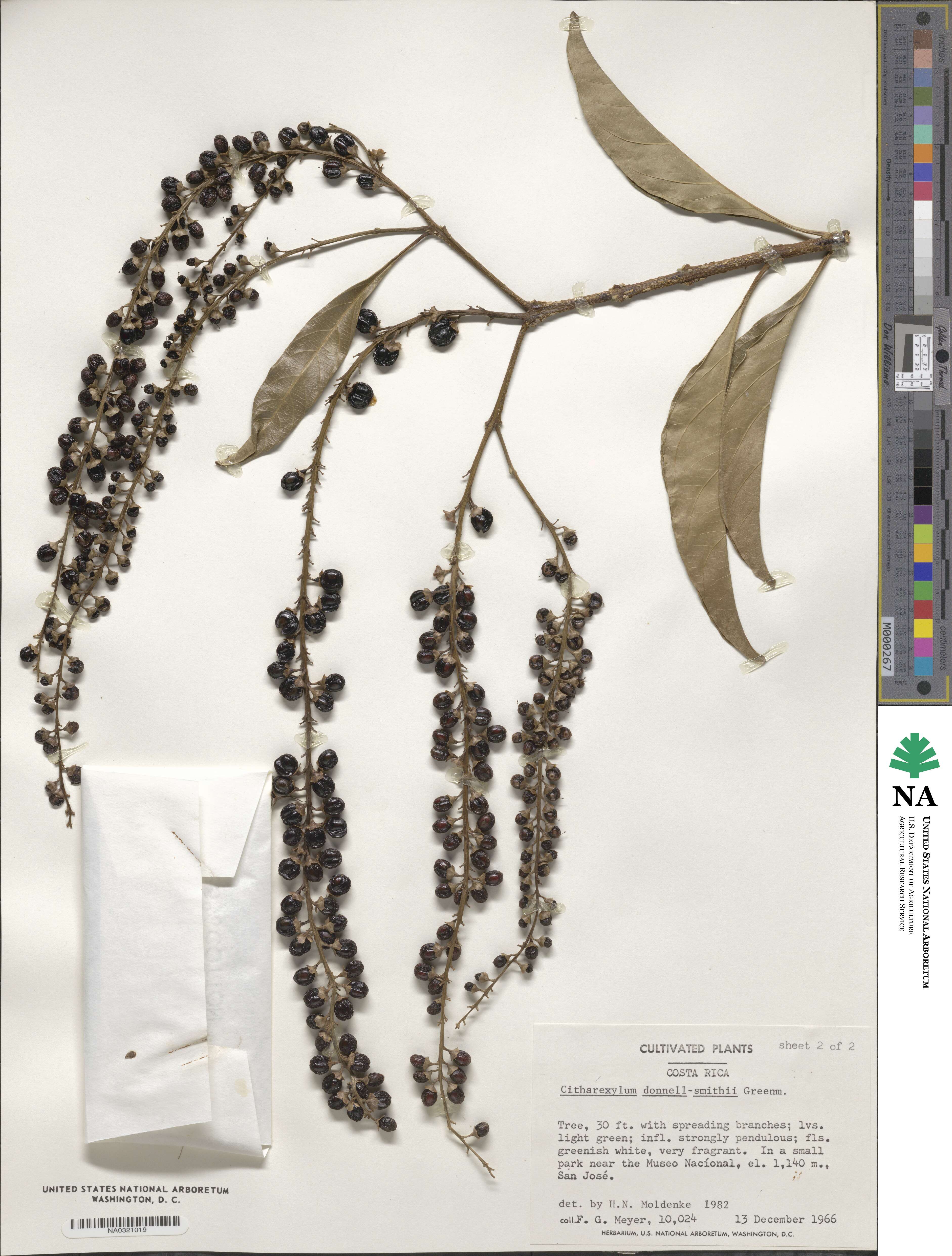 Citharexylum donnell-smithii image